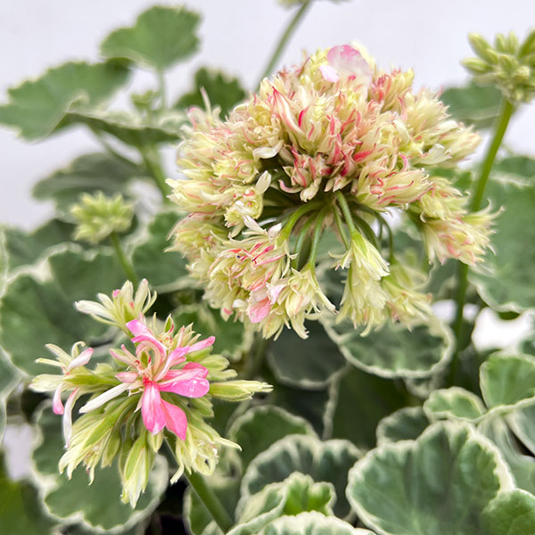 ゼラニウム：星咲きホワイトリング4号鉢植え