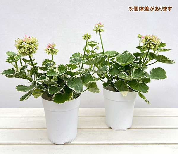 ゼラニウム：星咲きホワイトリング4号鉢植え