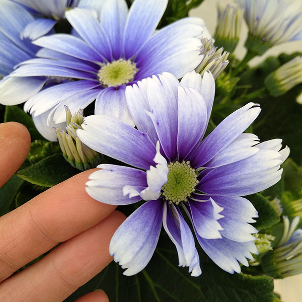 サイネリア花色ミックス5号鉢植え 6鉢セット の通販 | 園芸ネット