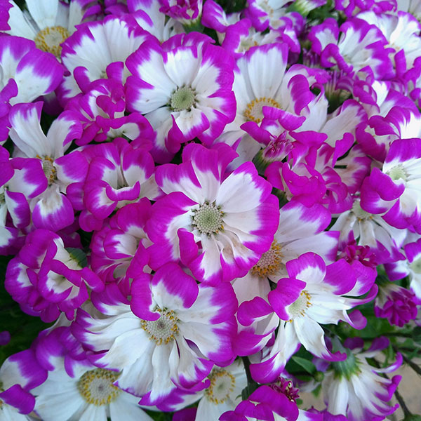 園芸ネット本店｜サイネリア 花色見計らい5号鉢植え（1鉢） の通販【公式】