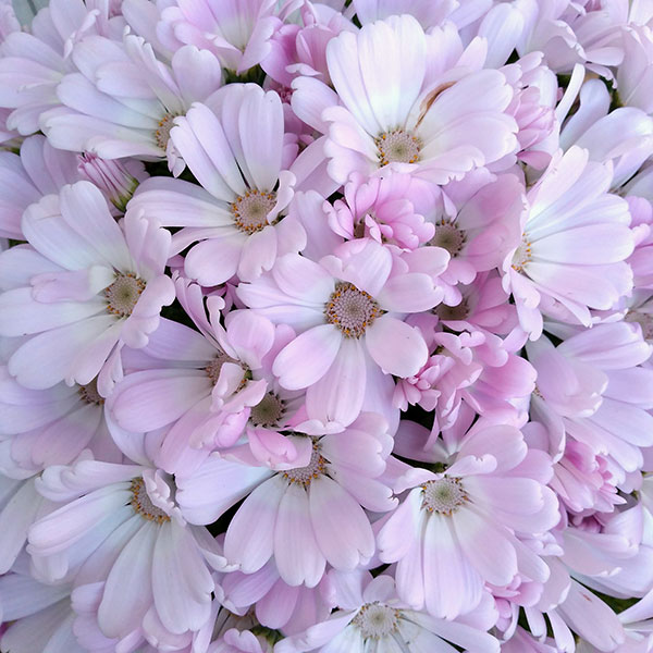 園芸ネット本店｜サイネリア 花色見計らい5号鉢植え（1鉢） の通販【公式】