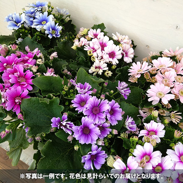 サイネリア花色ミックス5号鉢植え 6鉢セット の通販 | 園芸ネット