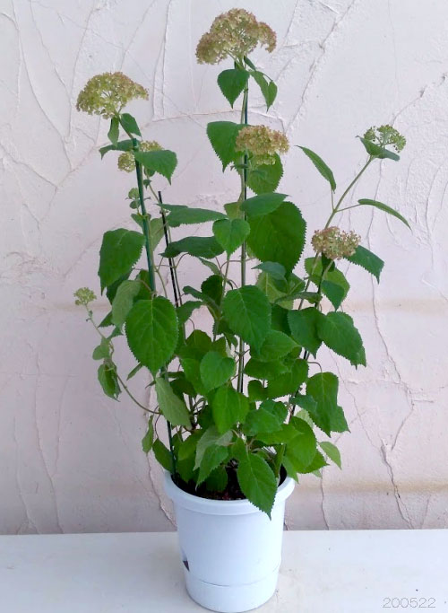 アジサイ(アメリカ):ピコティシャルマン6号鉢植え