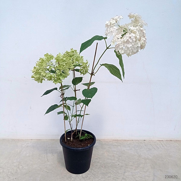 アジサイ(アメリカ):ピコティシャルマン6号鉢植え
