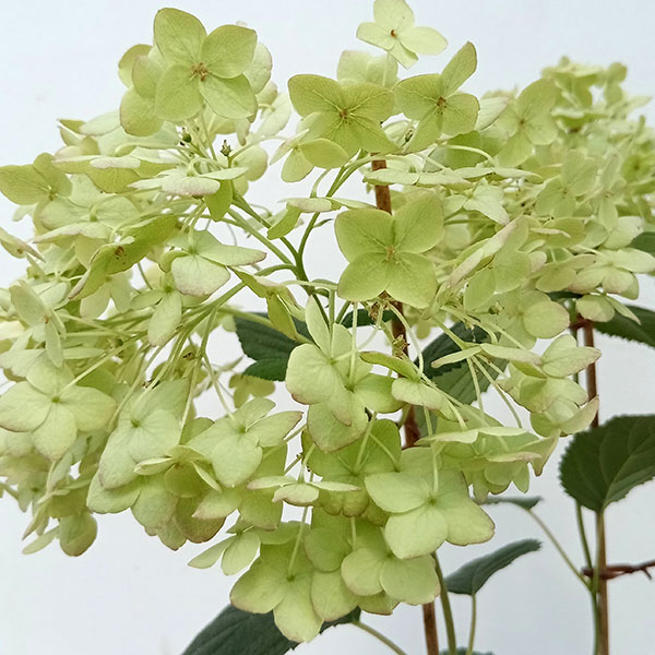 アジサイ(アメリカ):ピコティシャルマン6号鉢植え