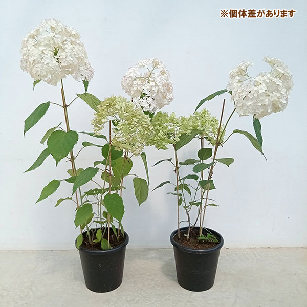 アジサイ(アメリカ):ピコティシャルマン6号鉢植え