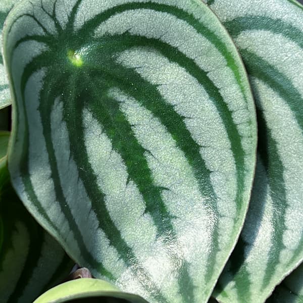 ぺぺロミア：サンデルシー3.5号ポット