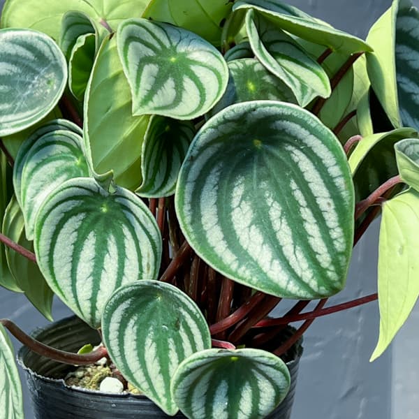 ぺぺロミア：サンデルシー3.5号ポット