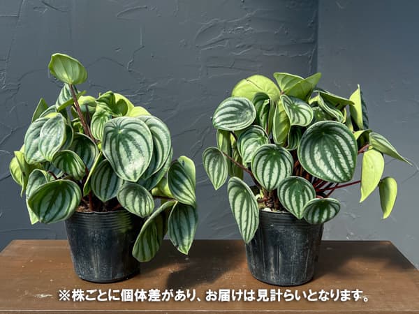 ぺぺロミア：サンデルシー3.5号ポット