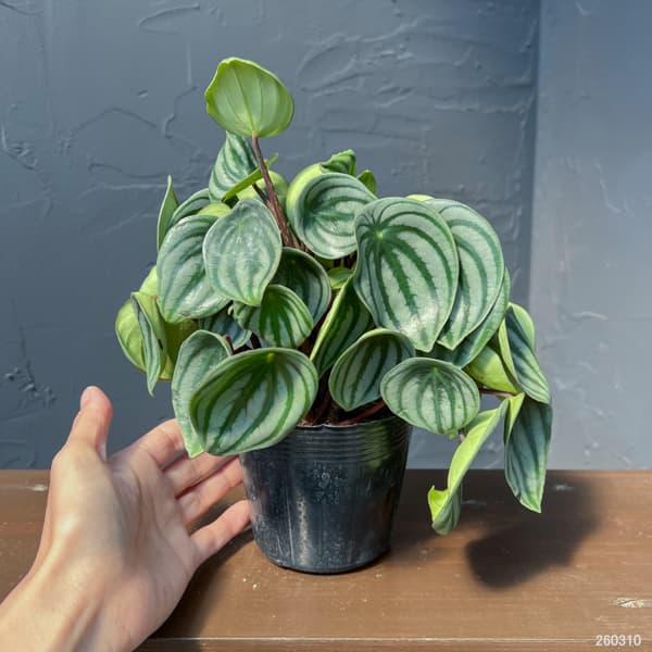 ぺぺロミア：サンデルシー3.5号ポット