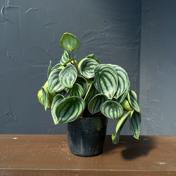 ぺぺロミア：サンデルシー3.5号ポット