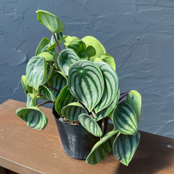 ぺぺロミア：サンデルシー3.5号ポット