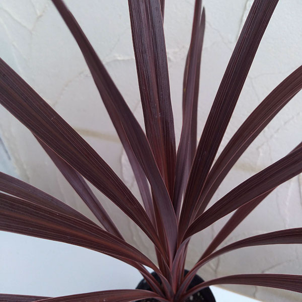 コルジリネ：レッドスター3号ポット