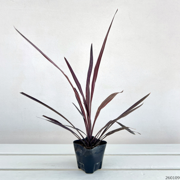 コルジリネ：レッドスター3号ポット