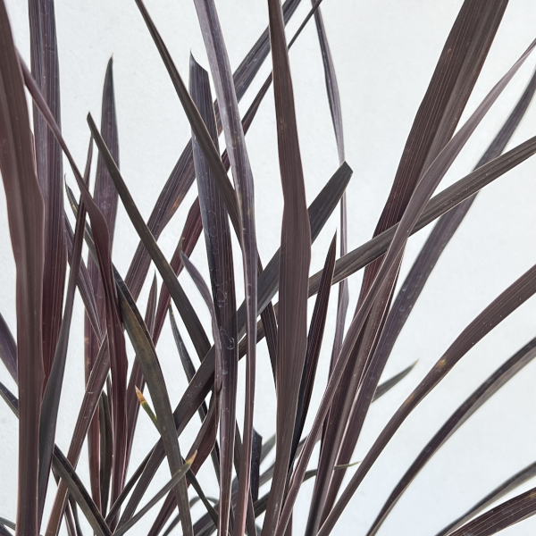 コルジリネ：レッドスター3号ポット