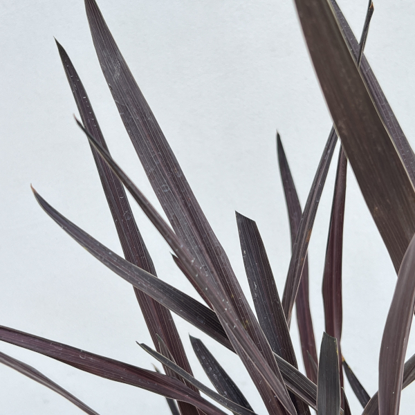 コルジリネ：レッドスター3号ポット