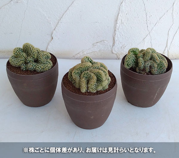 サボテン:エロンガタ(綴化)3号ポット