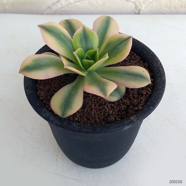 アエオニウム：スターバースト3号ポット