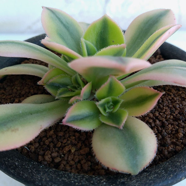 アエオニウム：スターバースト3号ポット