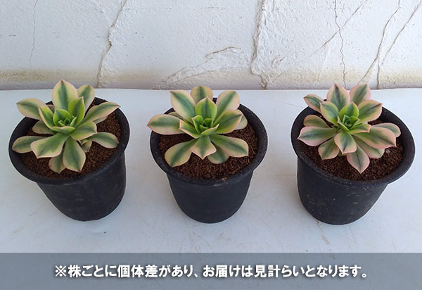 アエオニウム：スターバースト3号ポット