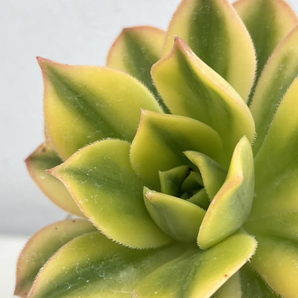 アエオニウム：スターバースト3号ポット