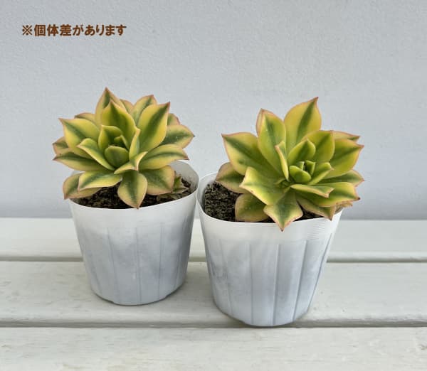 アエオニウム：スターバースト3号ポット