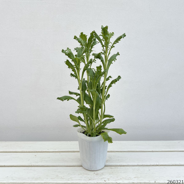 スカビオサ：スクープ キャンディ3.5号ポット 3株セット