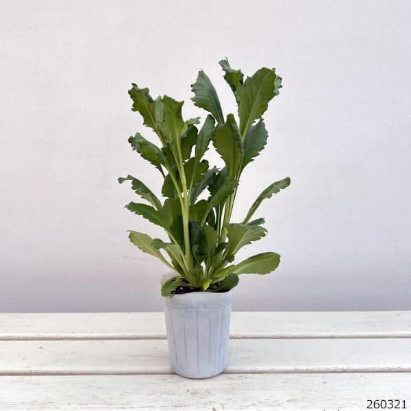 スカビオサ:スクープ レッドベルベット3.5号ポット 6株セット