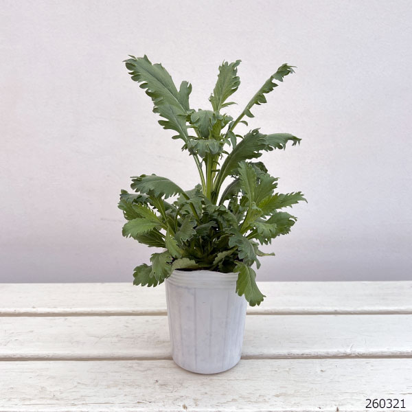 スカビオサ：フープスクープ ストロベリー3.5号ポット 3株セット