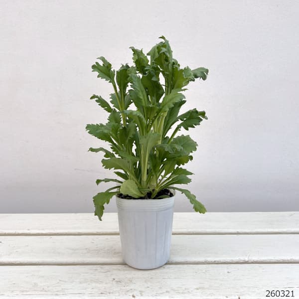 スカビオサ:フォーカルスクープ バイカラーピンク3.5号ポット 6株セット