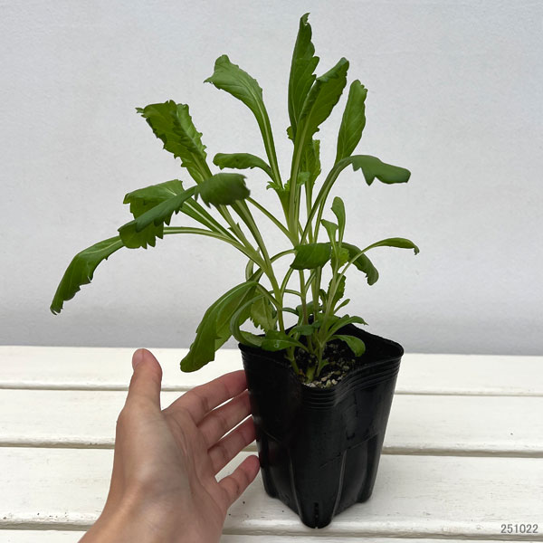 スカビオサ：フォーカルスクープ ダークパープル3号ポット