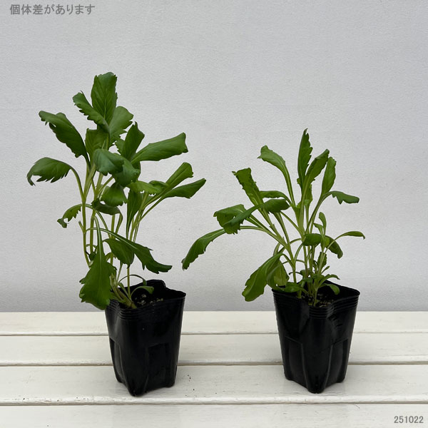 スカビオサ：フォーカルスクープ ダークパープル3号ポット