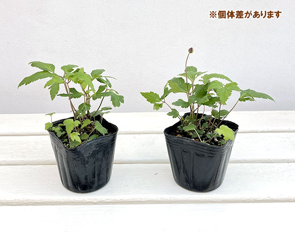 シュウメイギク(秋明菊):ももいろブーケ3-3.5号ポット 6株セット