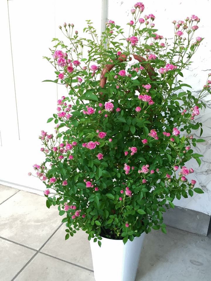 園芸ネット本店｜[送料無料][早届け][2024年 母の日ギフト][予約