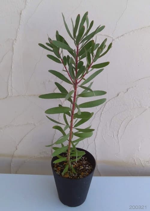 プロテア：スザンナエ6号鉢植え