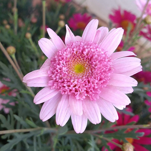 園芸ネット本店｜マーガレット：花色ミックス5号鉢植え 3個セット の