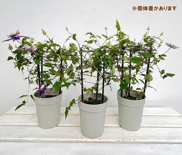クレマチス:大河(たいが)4号ポット
