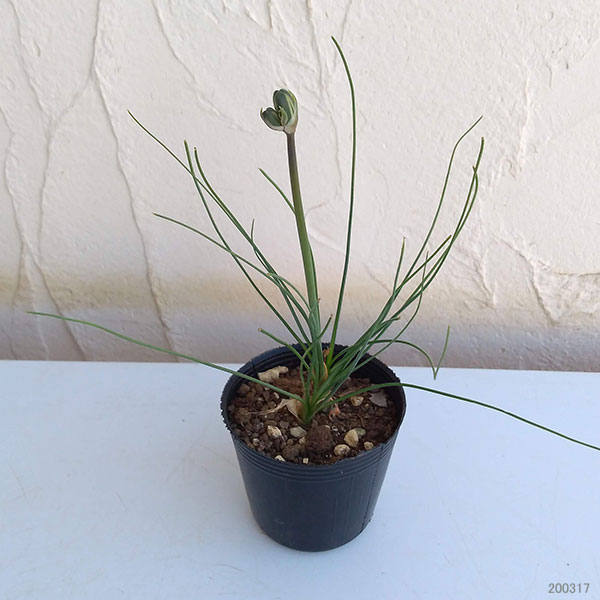 アルブカ フミリス2号ポット