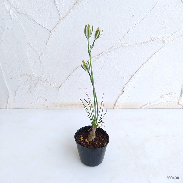 アルブカ フミリス2号ポット