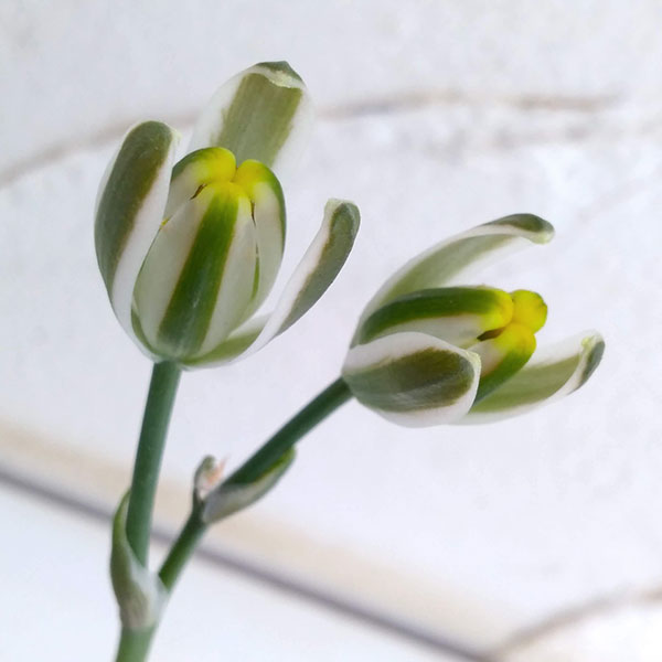 アルブカ フミリス2号ポット