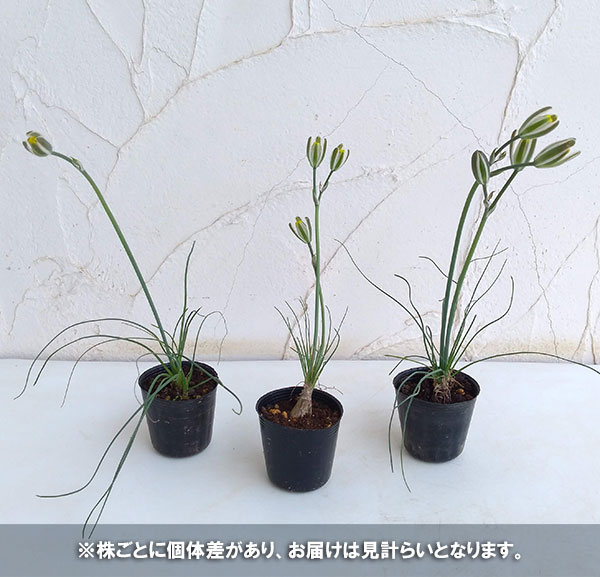 アルブカ フミリス2号ポット