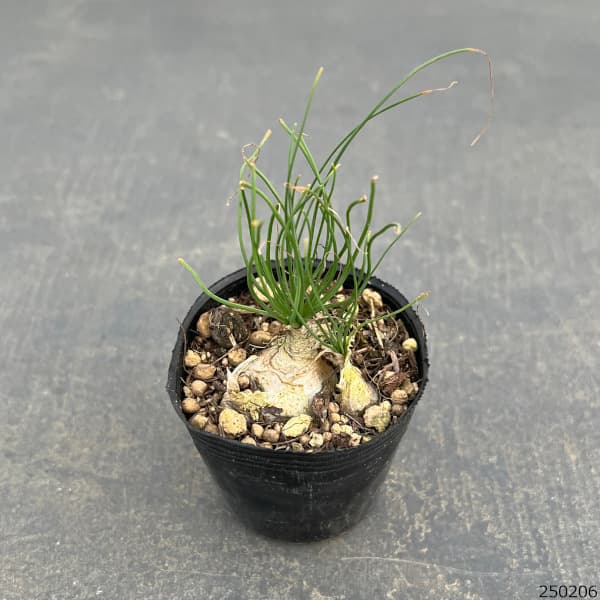 アルブカ フミリス2号ポット の通販 | 園芸ネット