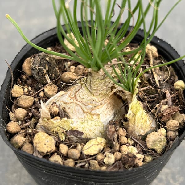 アルブカ・フミリス 多肉植物：アルブカ フミリス M*葉幅20cm : 遊恵盆栽 Yahoo!店