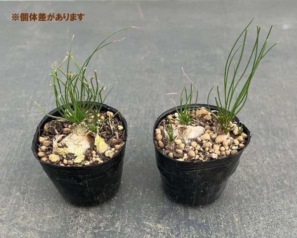 園芸ネット本店｜アルブカ フミリス2号ポット の通販【公式】