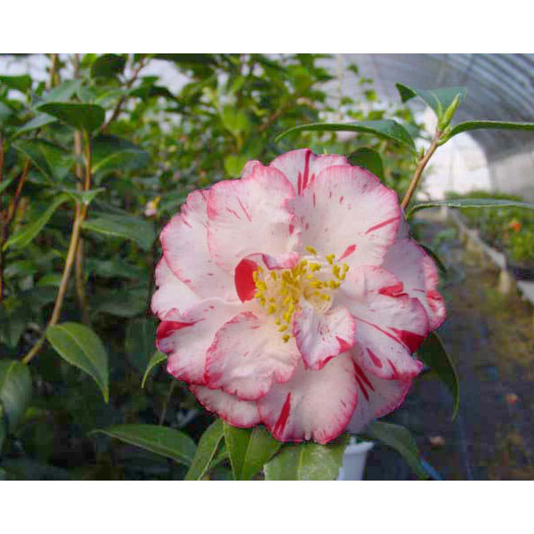 ツバキ（椿）：プリンセス雅子4.5号ポット