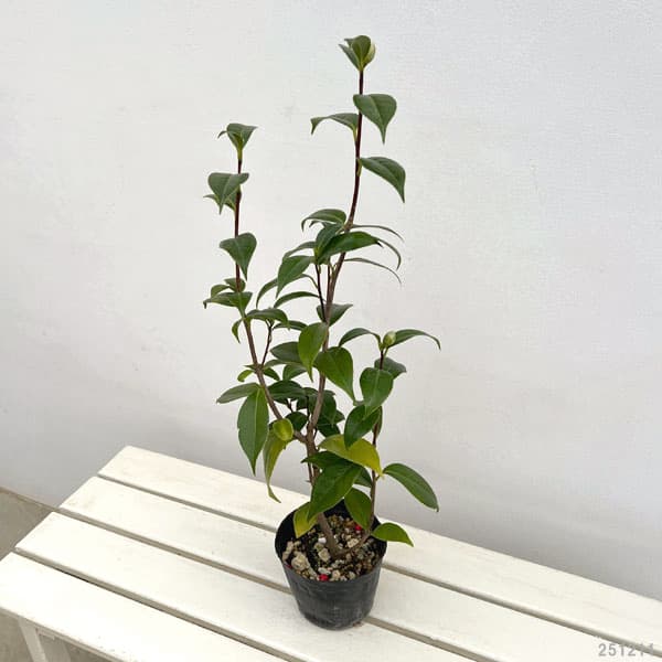 園芸ネット本店｜ツバキ（椿）：プリンセス雅子4.5号ポット の通販【公式】