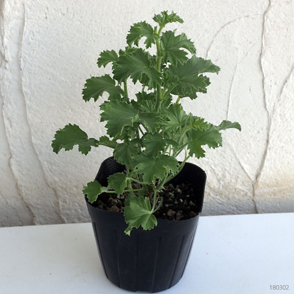 ニオイゼラニウム：レディメアリー3号ポット