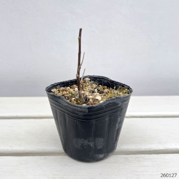 オケラ：大花オケラ 3～3.5号ポット