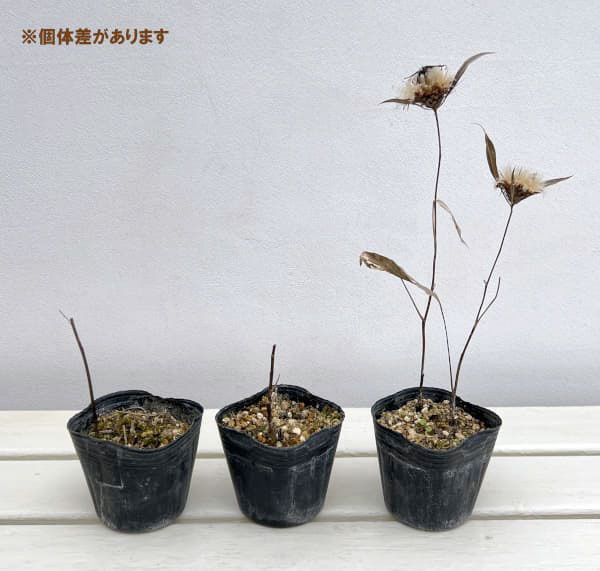 オケラ：大花オケラ 3～3.5号ポット