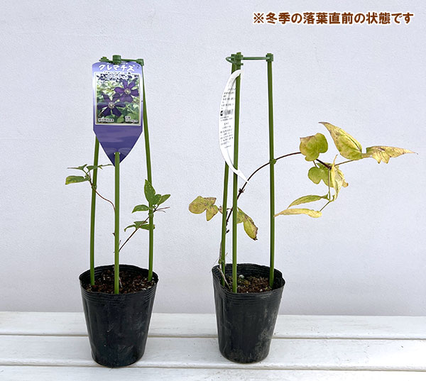 クレマチス:ロマンティカ4号ポット(ジャックマニー・ビチセラ系)k